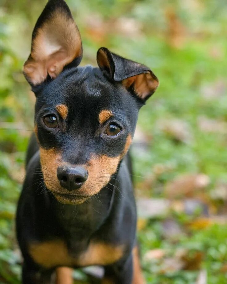 Порода собак пинчер фото Miniature Pinscher Small sized breed Miniature pinscher puppy, Mini pinscher, Mi