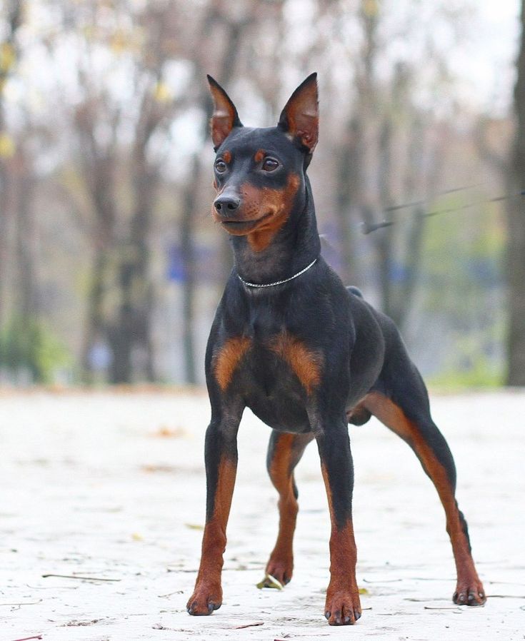 Порода собак пинчер фото Цвергпинчер. Pet dogs, Dogs, Mini doberman