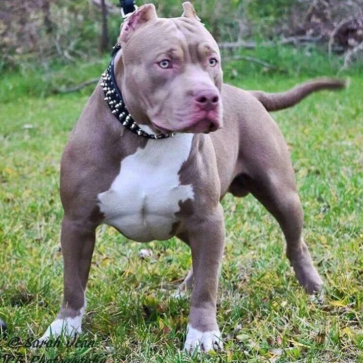 Порода собак питбуль фото Pin on N Luv Wit Pitbullz Bully breeds dogs, Dog breeds, English dogs