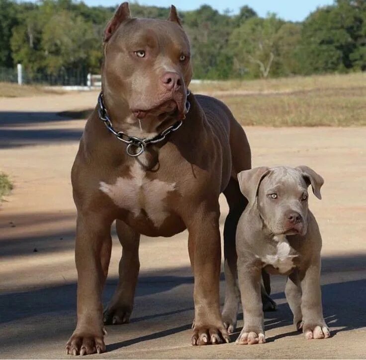 Порода собак питбуль фото Pin on Man's Best Friends Pitbull puppies, Bully breeds dogs, Pitbull dog