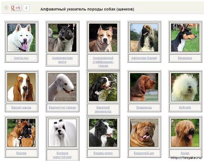 Порода собак по фото онлайн энциклопедия пород собак - Самое интересное в блогах