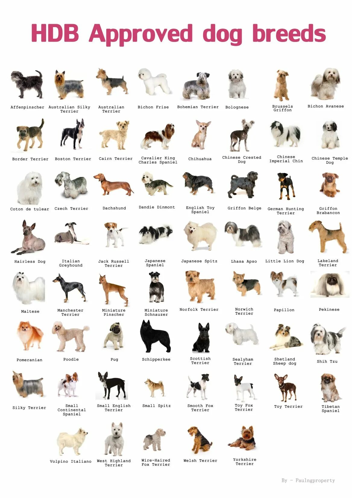 Порода собак по фото онлайн Types of Pets Allowed in HDB Dog breeds list, Dog breeds chart, Hairless dog