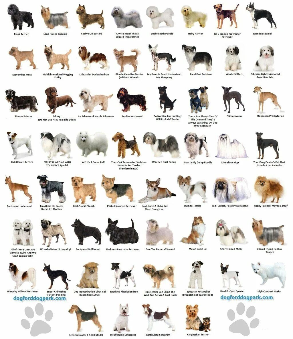 Порода собак по фото онлайн WeRateDogs (@dog_rates) Dog breeds chart, Dog breeds, Best dog breeds