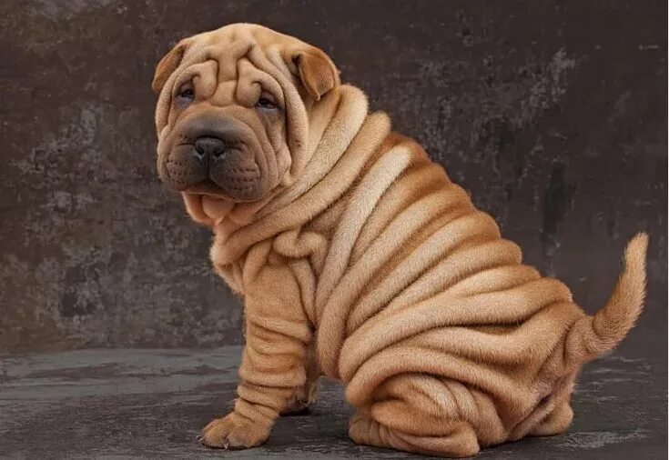 Порода собак по фото онлайн SHARPEI Animaux mignons, Chien, Chien sharpei