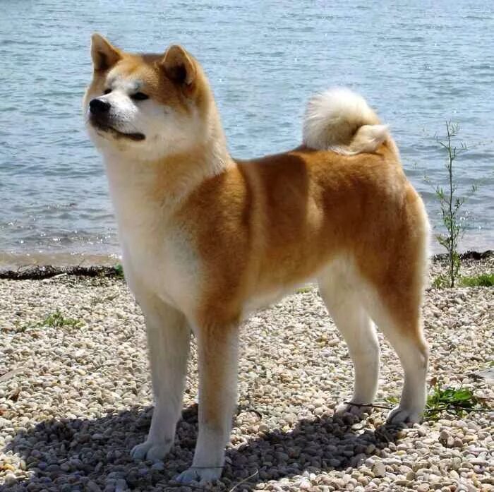 Порода собак похож фото El Akita o Akita Inu (秋 田 犬?) -traducido como perro de akita, es una raza canina