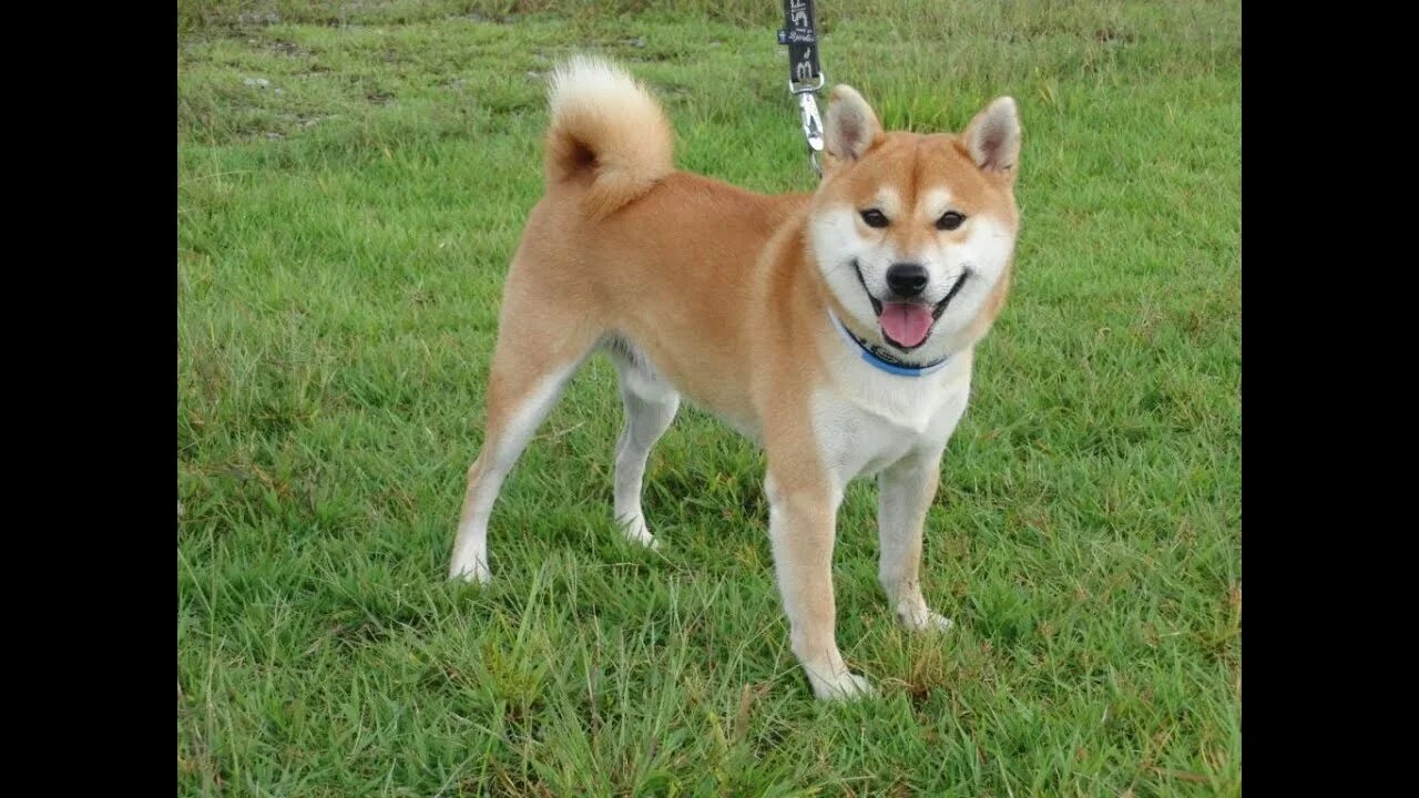 Порода собак похож фото 海 外 で も 柴 犬 人 気.ス イ ス-ジ ュ ネ-ブ-レ マ ン 湖 畔 で 日 本 の 犬-柴 犬(日