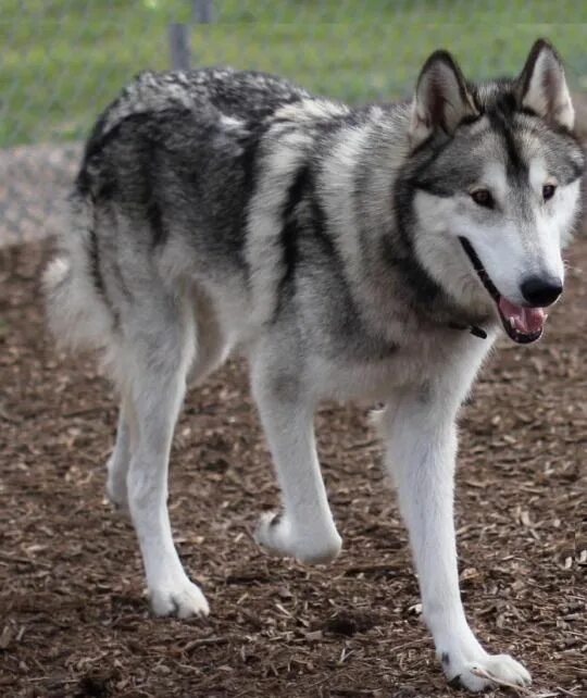 Порода собак похожая на волка фото Log in Malamute husky, Wolf hybrid, Husky