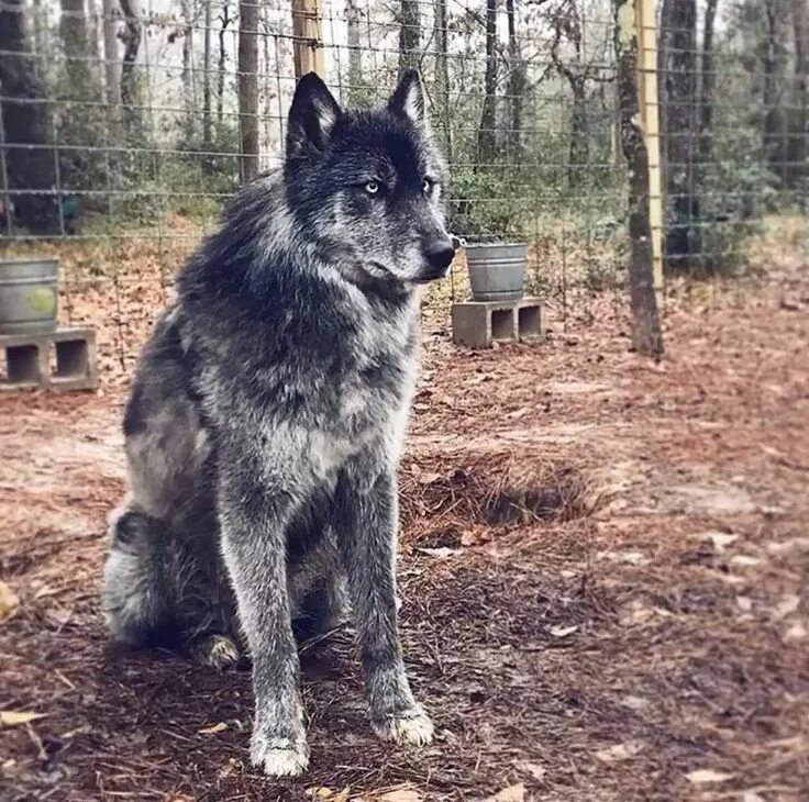 Порода собак похожая на волка фото Pin on Wolves Hybrid dogs, Wolfdog hybrid, Wolf dog