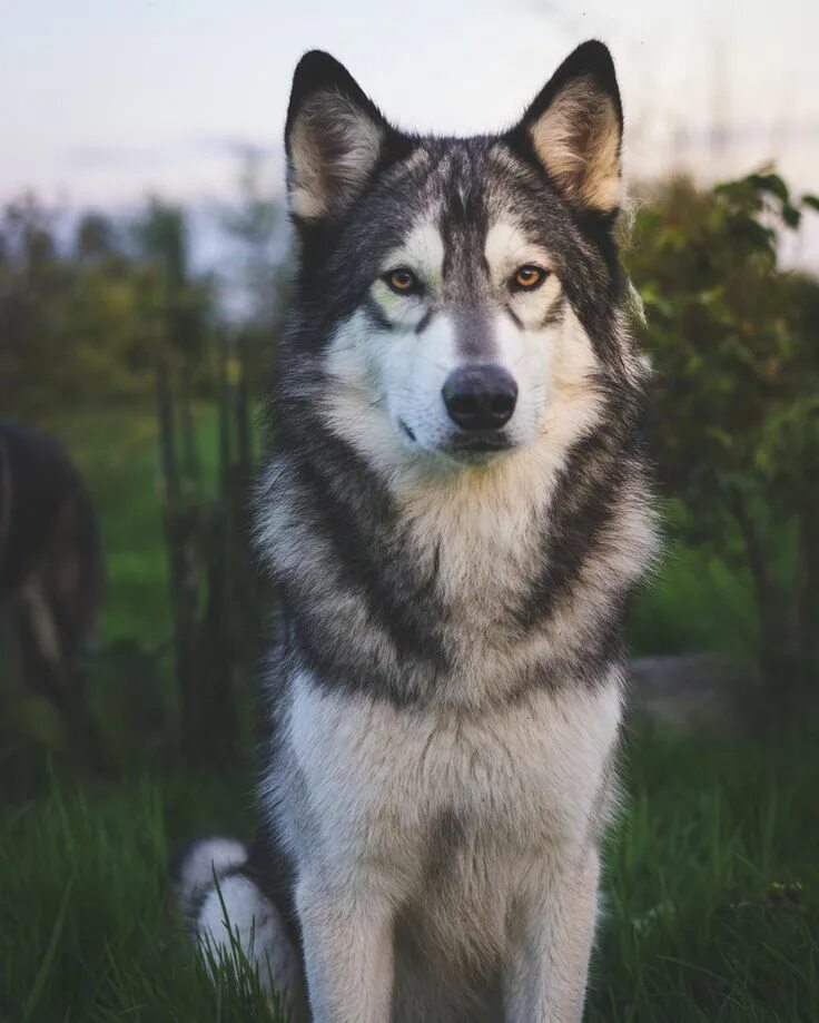 Порода собак похожая на волка фото Instagram pics size are not high enough . . #Lumos #wolfdog #greywolf #tamaskan 