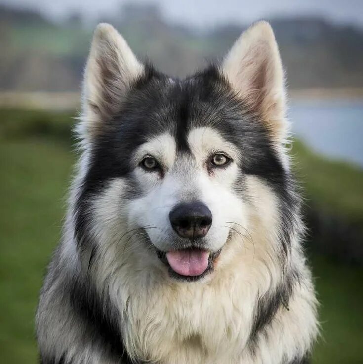 Порода собак похожая на волка фото Wolf Dog Breeds Game Of Thrones drives surge in popularity of Northern Inuit dog