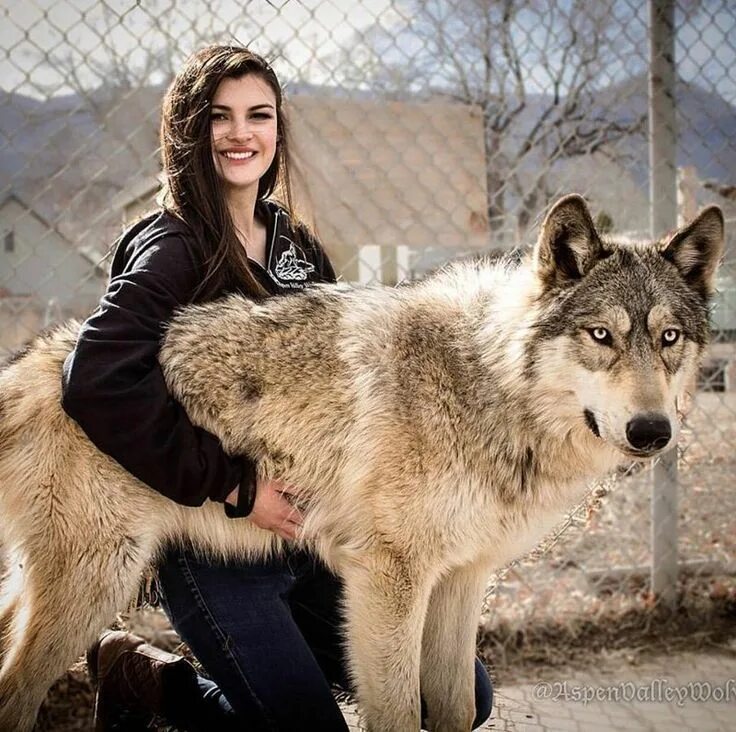 Czechoslovakian Wolfdog This breed originates from working-line German Shepherds