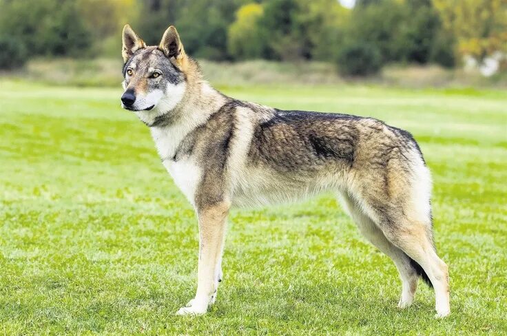 Порода собак похожая на волка фото Fotogalerie: Československý vlčák Czechoslovakian wolfdog, Wolf dog, Dogs