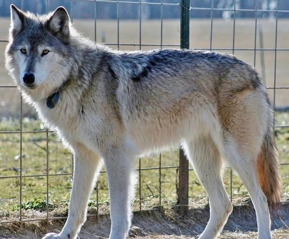 Порода собак похожая на волка фото Hybridwolf Wolf dog, Banned dog breeds, Dogs