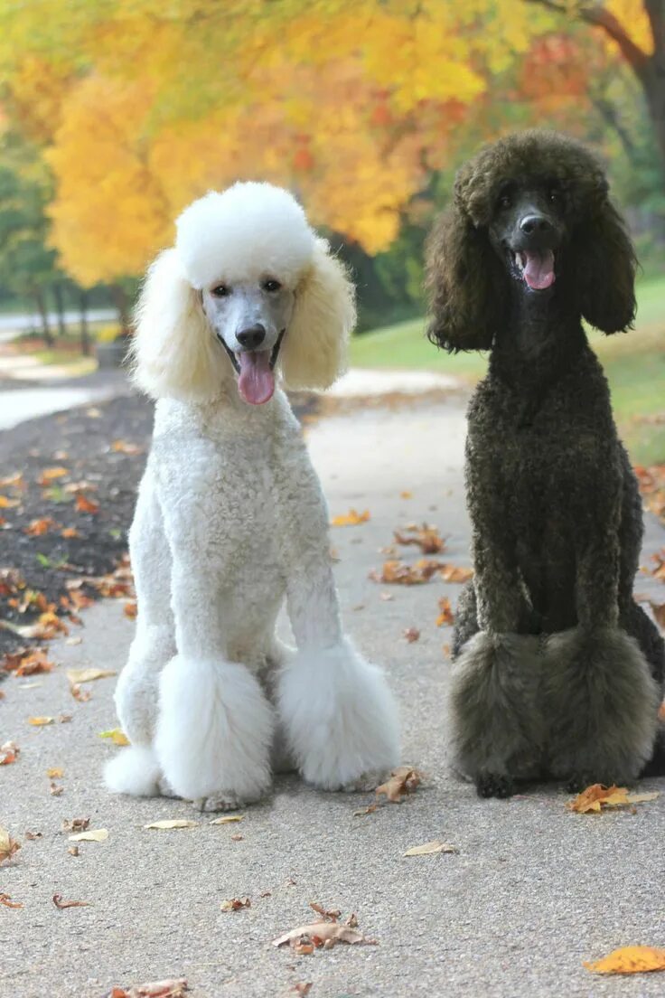 Порода собак пудель фото My Pack Of Poodles Pretty poodles, Poodle cuts, Poodle puppy