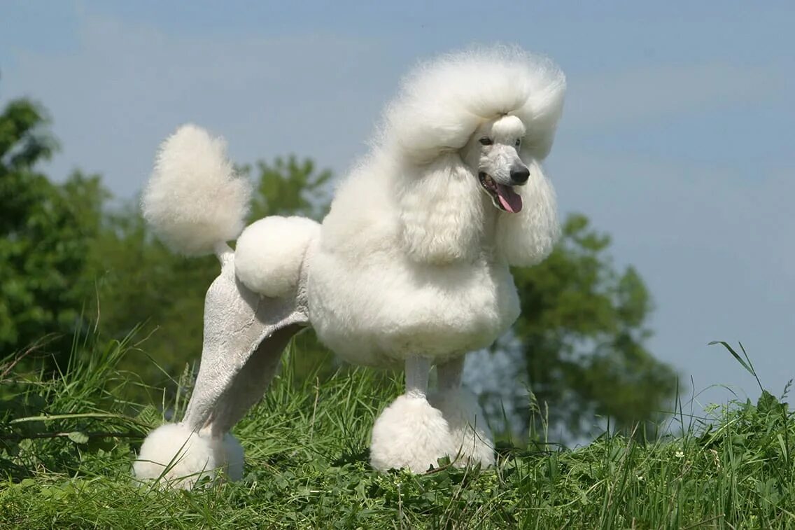 Порода собак пудель фото Giant poodle