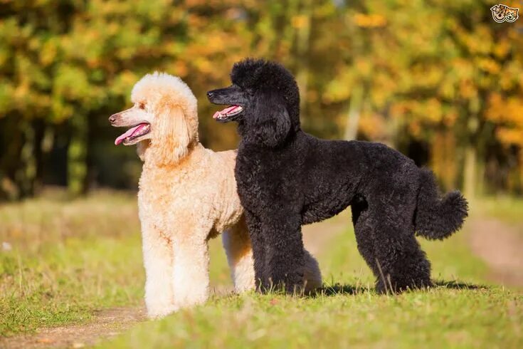 Порода собак пудель фото Is the poodle falling in popularity in the UK? Pets4Homes Poodle, Caniche, Masco