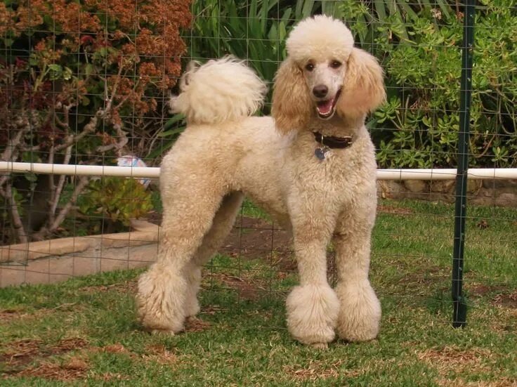 Порода собак пудель фото Poodle - My Doggy Rocks Poodle cuts, Poodle haircut, Poodle grooming