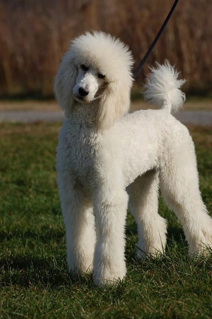 Порода собак пудель фото Serious Harry. Standard poodle haircuts, Standard poodle, Standard poodle cuts