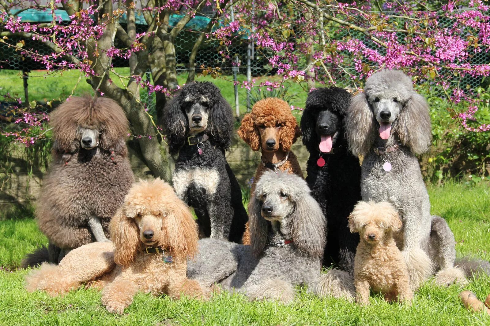 Порода собак пудель фото цена Most of the Itzapromise poodles Poodle dog, Poodle puppy, Standard poodle