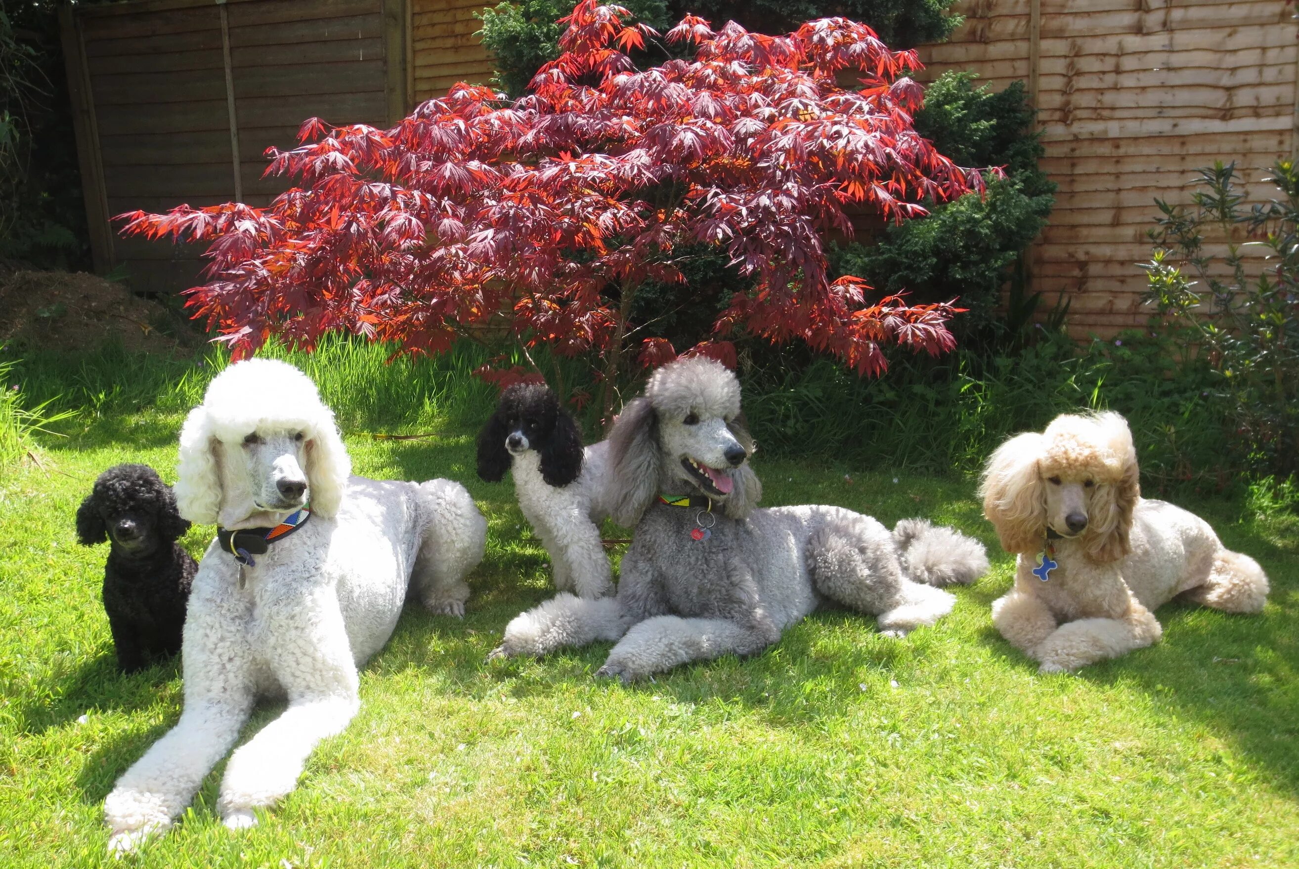 Порода собак пудель фото цена Family poodle resting in the shade Desktop wallpapers 1440x900