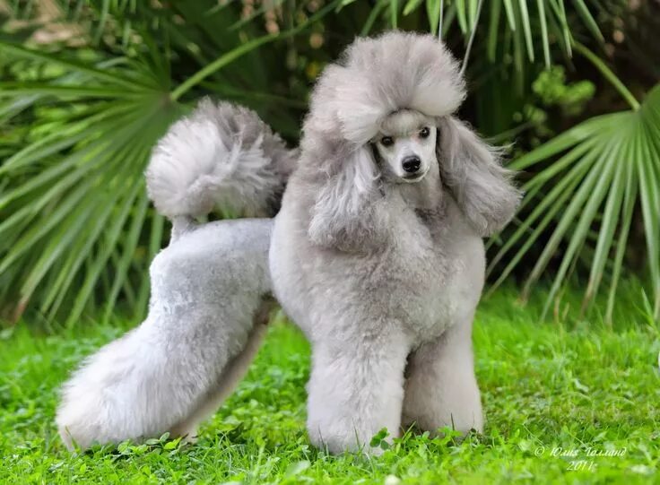 Порода собак пудель фото цена Pin on Animal Lover Toy poodle, Poodle puppy standard, Poodle puppy