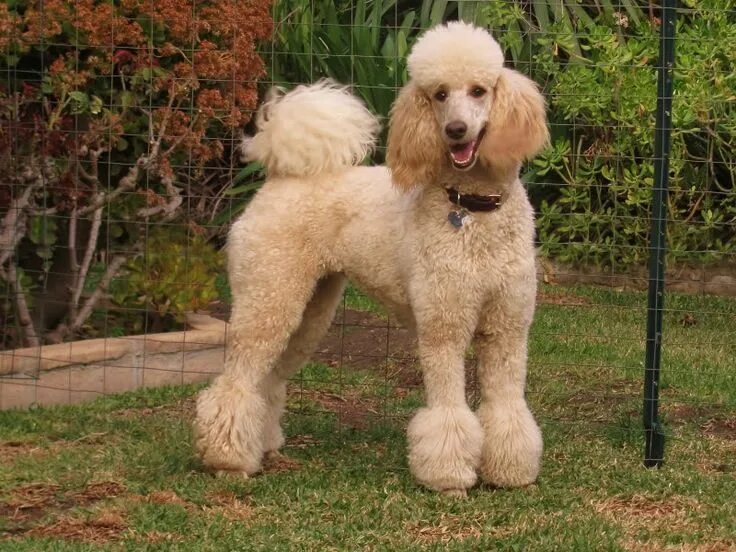 Порода собак пудель фото цена Poodles from Atlanta Pet Fair 2012 - Poodle Forum Poodle cuts, Poodle haircut, P