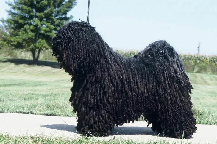 Порода собак пули фото Puli Dog Breed Information Puli dog, Puli dog breed, Puli