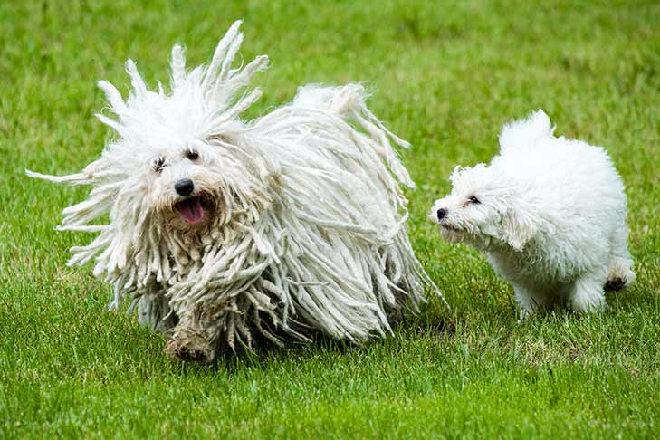 Порода собак пули фото Puli Dog Breed Information in 2022 Puli dog, Puli dog breed, Dog breeds