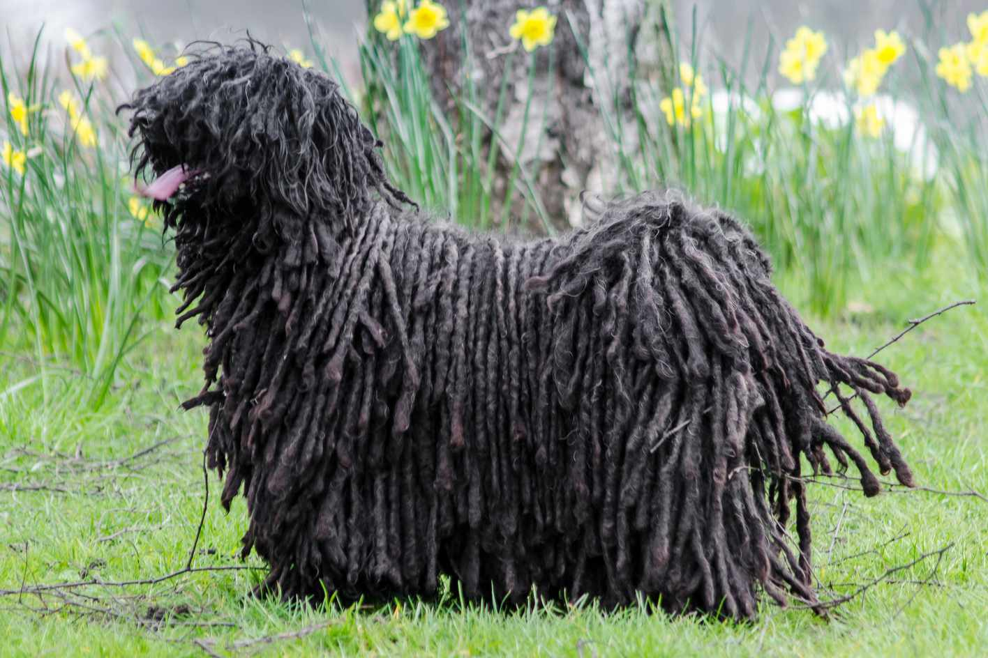 Порода собак пули фото Learn about the puli, a Hungarian sheepdog that's energetic and hardworking. It'