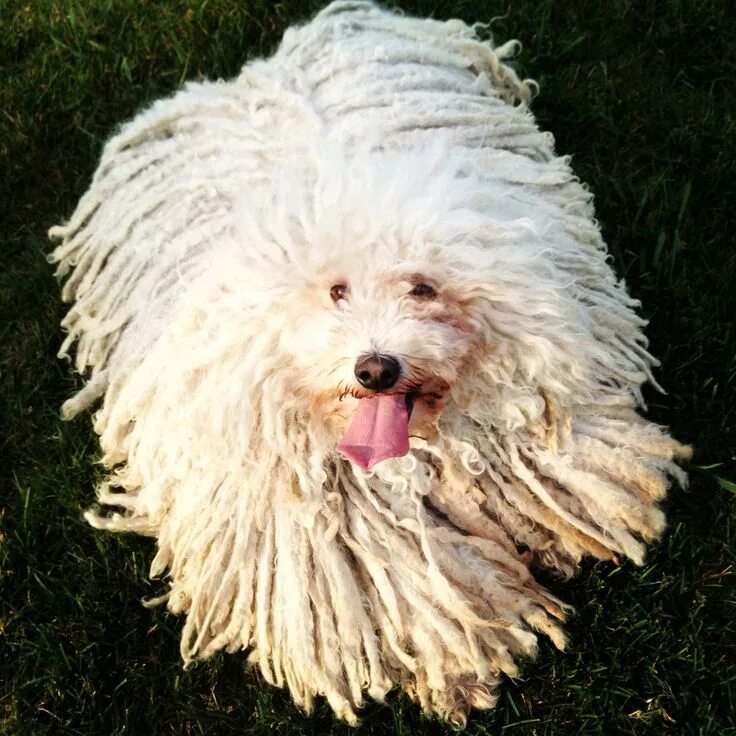 Порода собак пули фото This is Luna, my 4-year-old Puli. Puli dog, Mop dog, Hungarian dog