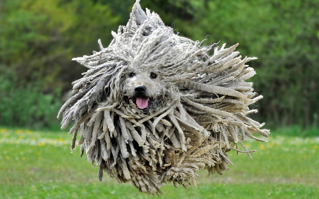 Порода собак пули фото PsBattle: Jumping Puli dog with a super-shaggy coat - Imgur