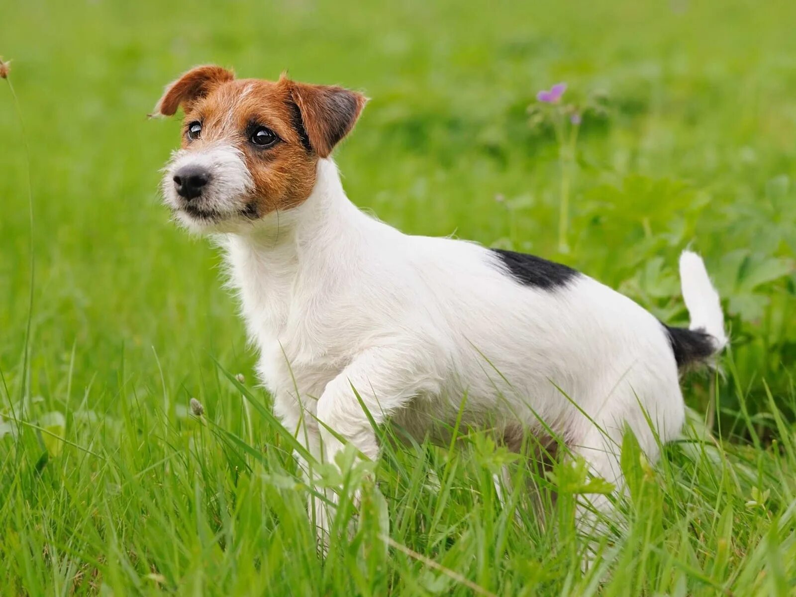 Порода собак рассел терьер фото Jack Russell Terrier Terrier Breeds Outlet www.baikalcinema.ru