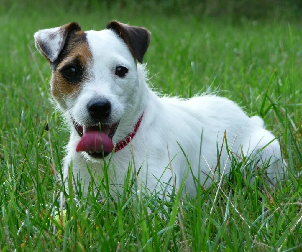 Порода собак рассел терьер фото Parson Russell Terrier - Large and medium-sized terriers.- UK