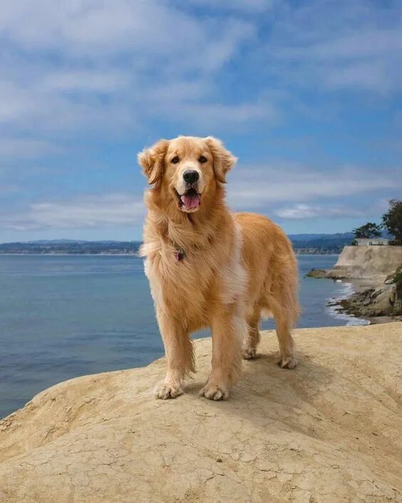 Порода собак ретривер фото Pin by David on Mans Best Friend Dogs golden retriever, Retriever puppy, Retriev