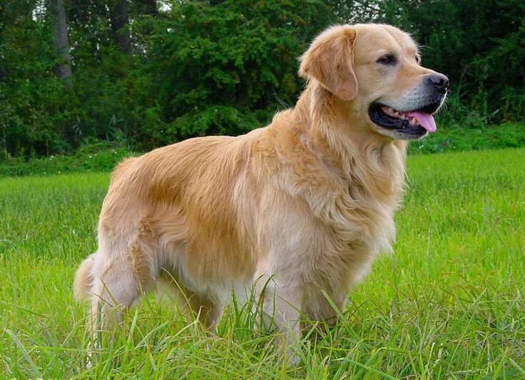 Порода собак ретривер фото Golden Retriever Perros Golden Retriever Razas de perros Golden retriever, Retri