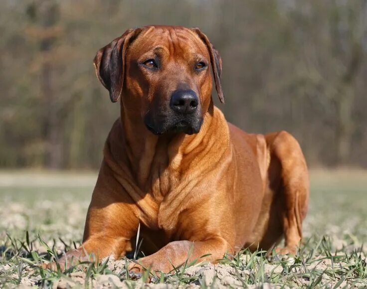 Порода собак риджбек фото brindle dog breeds rhodesian ridgeback - Google Search Rhodesian ridgeback dog, 