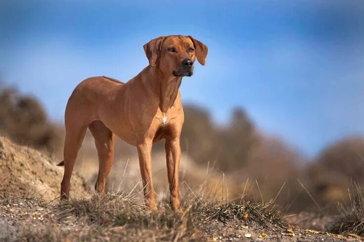 Порода собак риджбек фото Rhodesian Ridgeback Image HD Wallpaper - Beraplan.com Razas de perros, Razas can