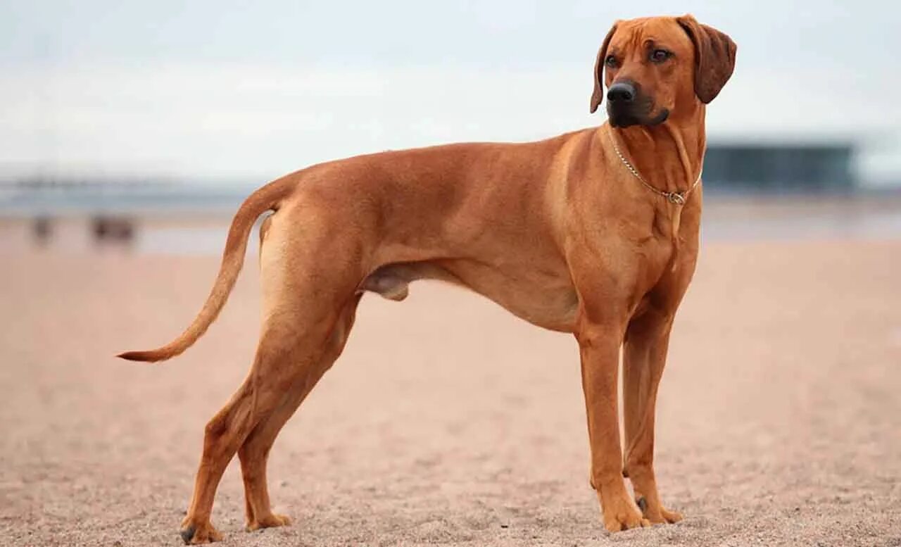 Порода собак риджбек фото Rhodesian Ridgeback Information Dog Breed Facts Rhodesian ridgeback dog, Rhodesi