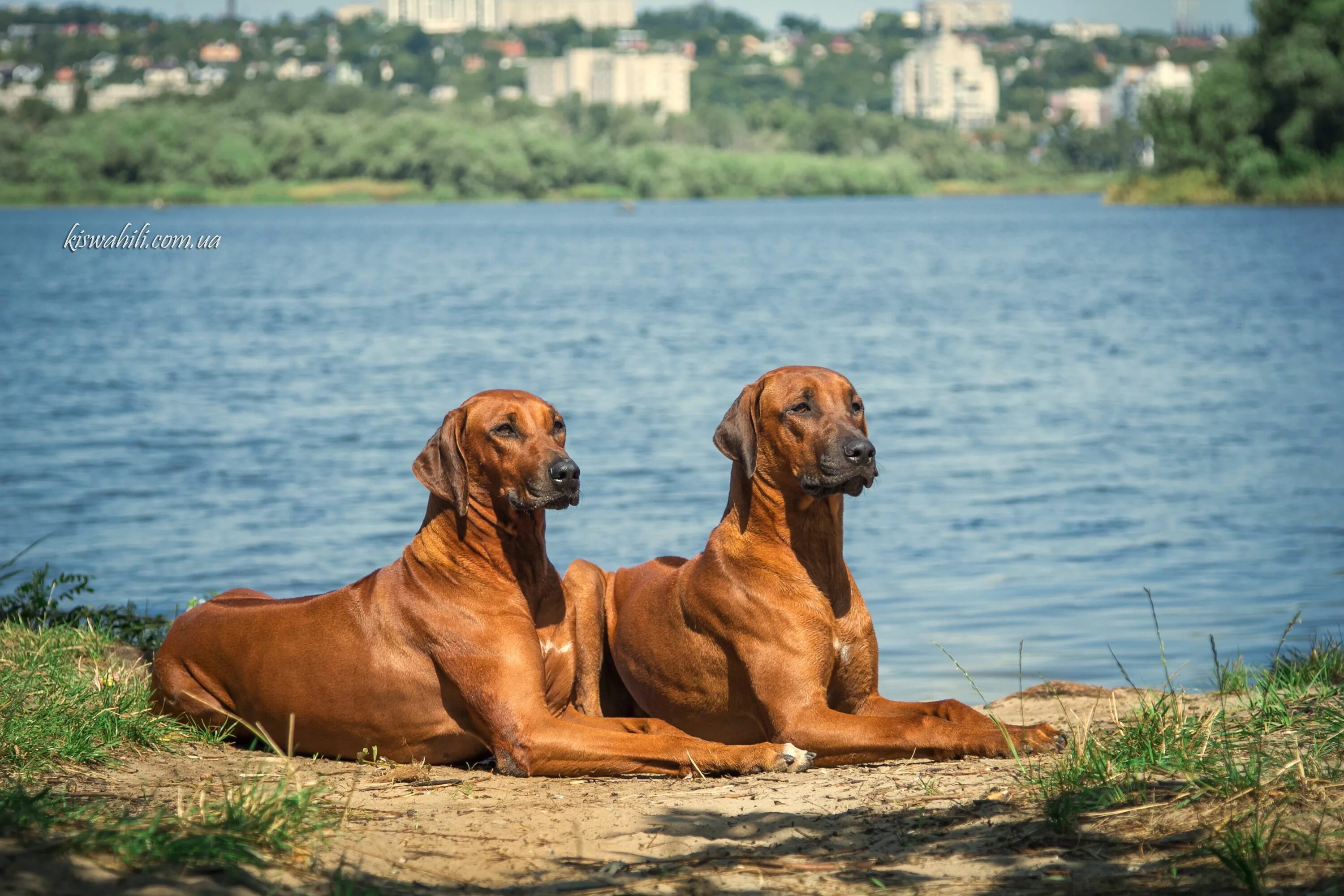 Порода собак риджбек фото Kennel Kiswahili Ridgeback Rhodesian ridgeback, Spaniel puppies for sale, Dogs