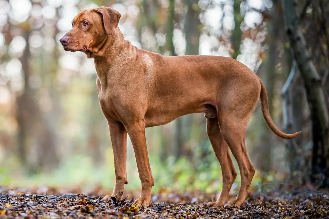 Порода собак риджбек фото Rhodesian Ridgeback: Dog Breed Characteristics & Care