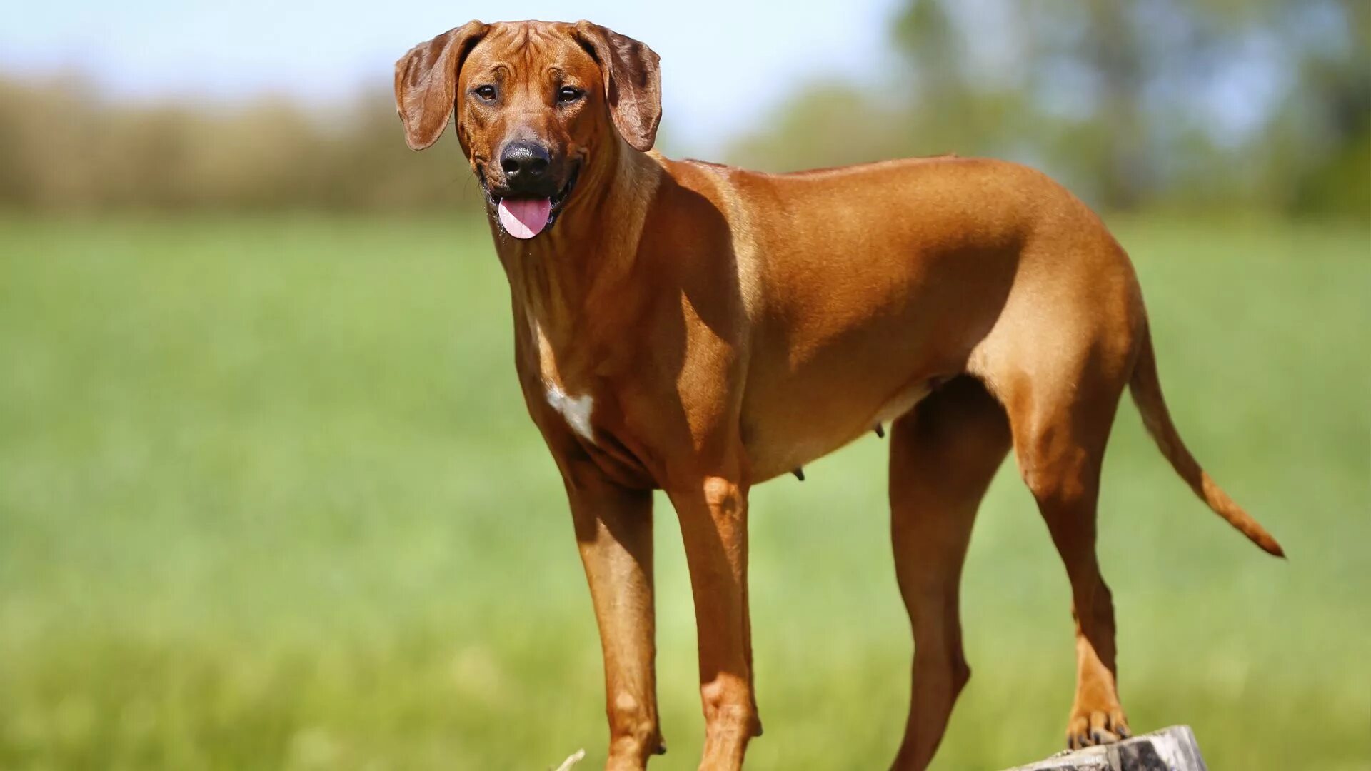 Порода собак риджбек фото цена Rhodesian Ridgeback Origem: Zimbabwe Grupo: Cães de Caça Altura: 63 a 69cm Peso: