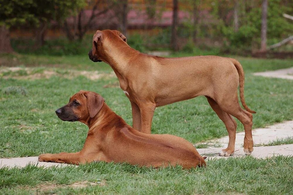 8 Best Rhodesian Ridgeback Breeders In The UK Puplore