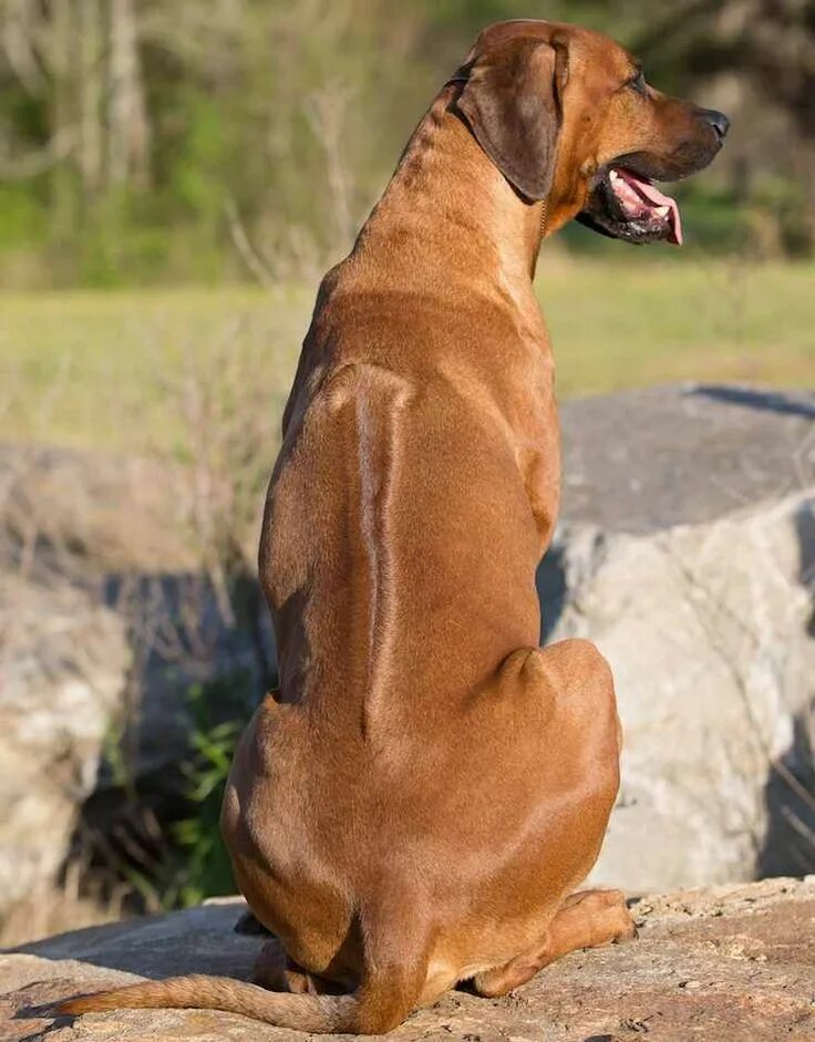 Порода собак риджбек фото цена Rhodesian Ridgeback - South African dog breed - K9 Research Lab Rhodesian ridgeb