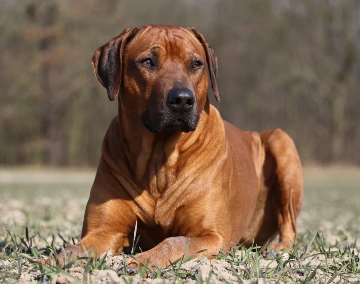 Порода собак риджбек фото цена Rhodesian Ridgeback Guide - Learn About the Rhodesian Ridgeback Rhodesian ridgeb