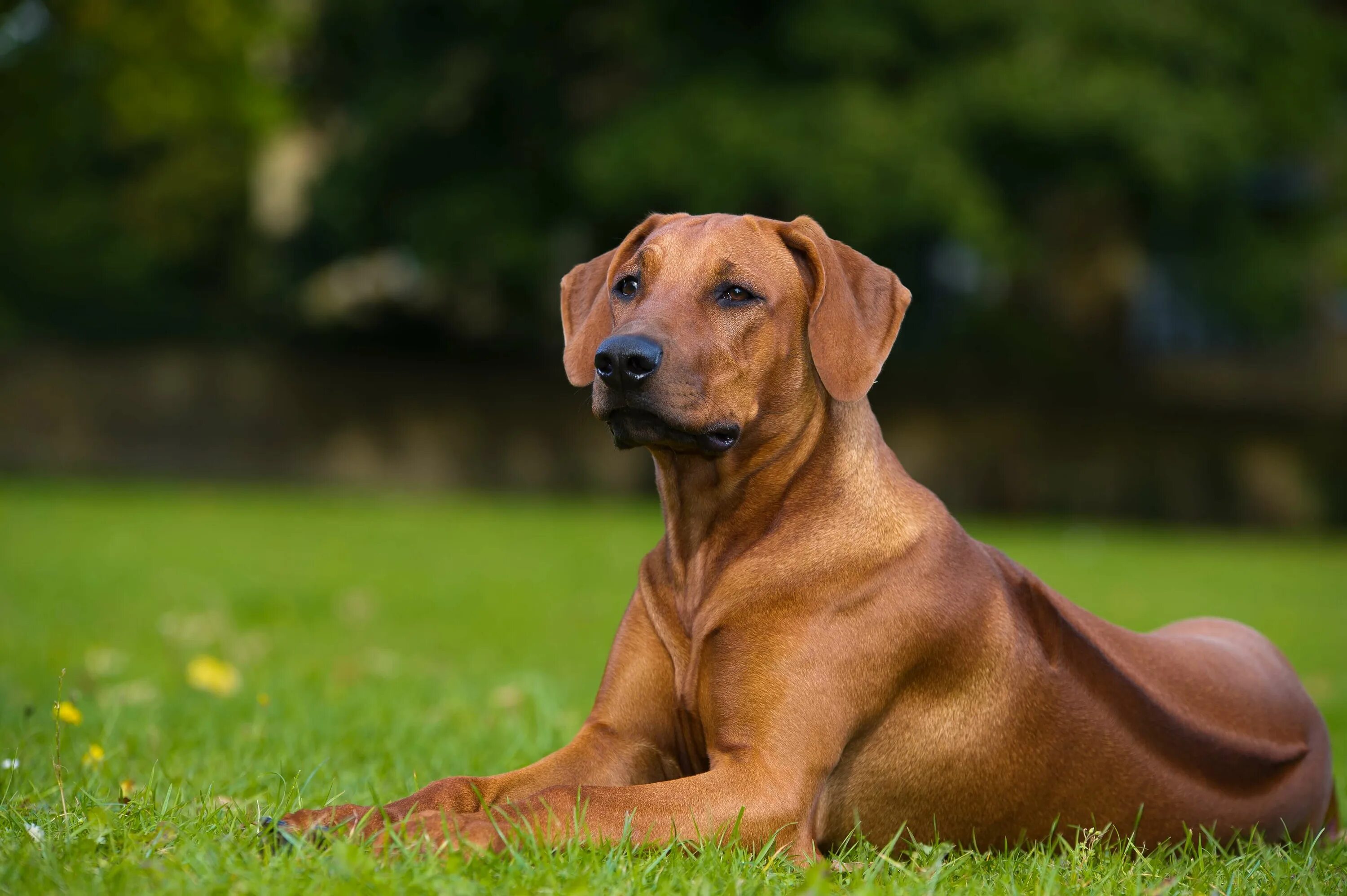 Порода собак риджбек фото цена Rhodesian Ridgeback Steckbrief Charakter, Wesen & Haltung