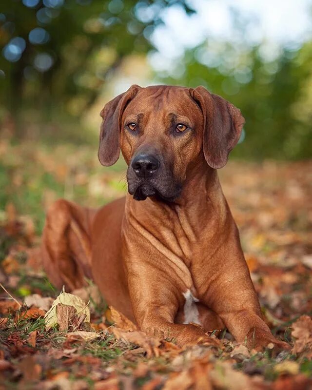 Порода собак риджбек фото цена Rhodesian Ridgeback Puppy grooming, Beautiful dogs, Dogs