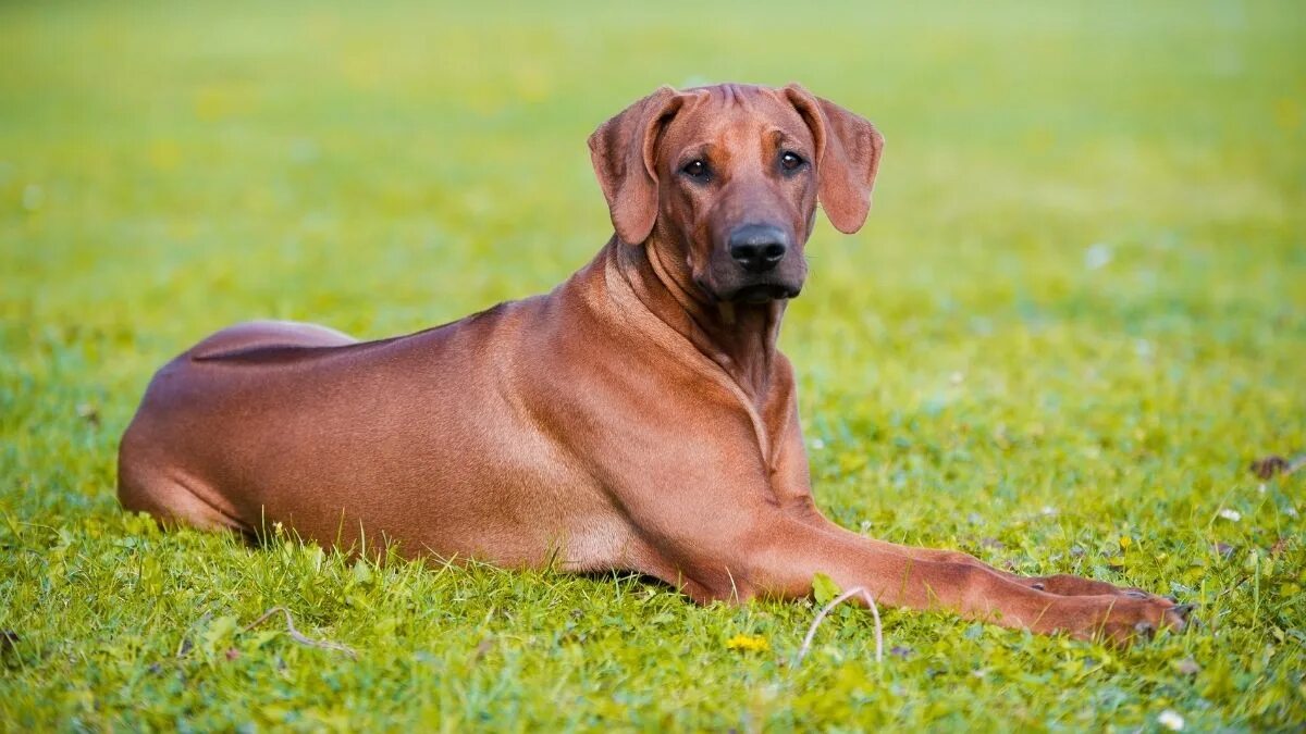 Порода собак риджбек фото цена 8 Best Rhodesian Ridgeback Breeders In The UK Puplore