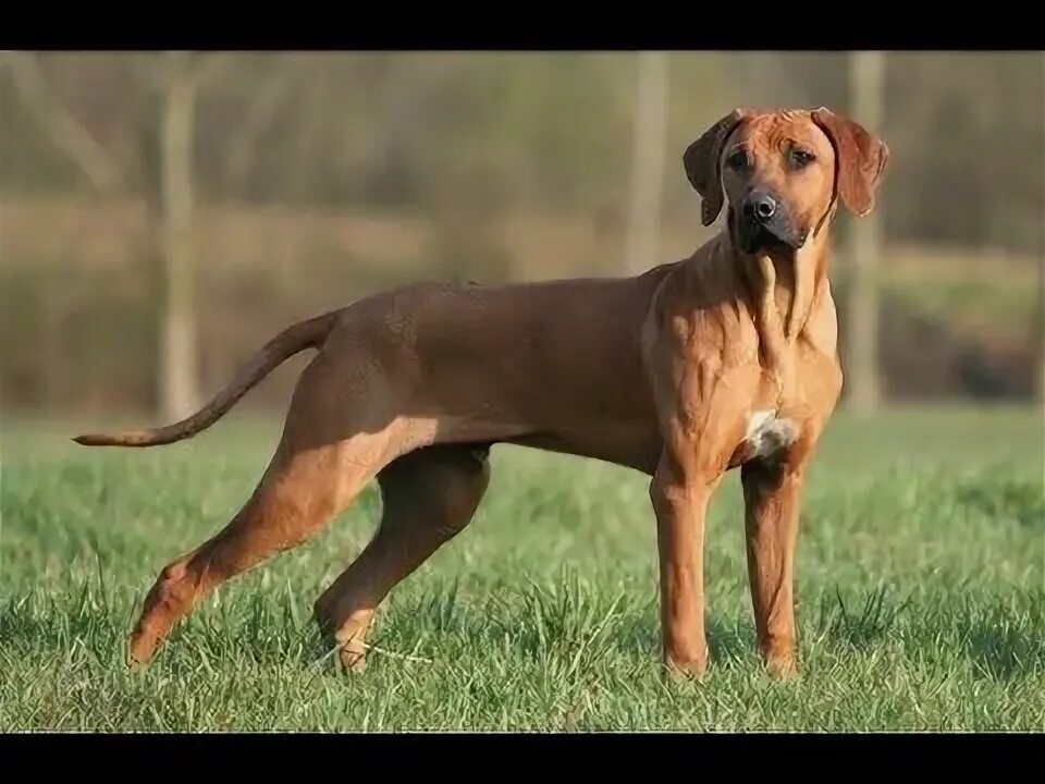 Порода собак риджбек фото цена Родезийский риджбек Описание породы - YouTube Dog breeds, Dogs, Kangal dog