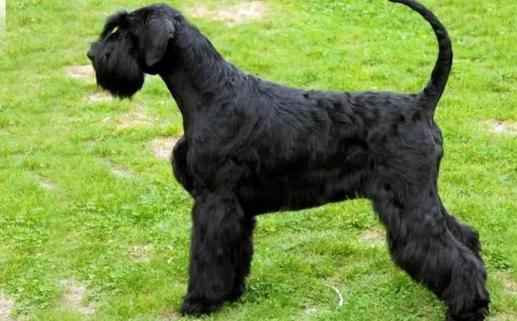 Порода собак ризеншнауцер фото Giant schnauzer breed & photos Schnauzer breed, Giant schnauzer, Dog breeds