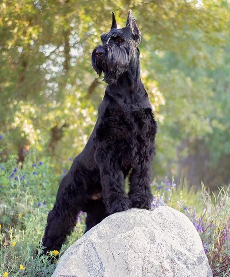 Порода собак ризеншнауцер фото Ch. Woodlongs Shake. Own by HG/LM Licestock. Texas. USA. Giant schnauzer, Miniat